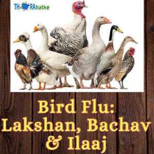 You are currently viewing BIRD FLU- Bachav, ILAAJ Aur Lakshan In Hindi