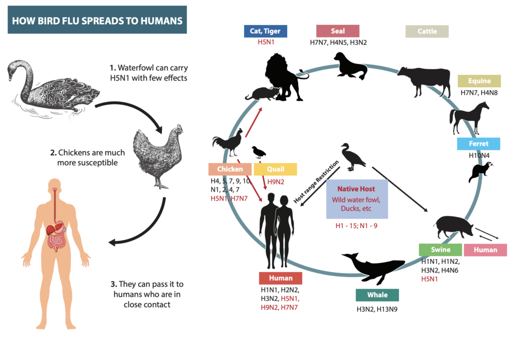 How Bird flu infect humans