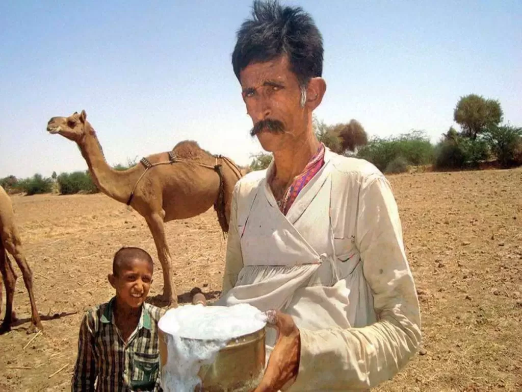 ऊँटनी का दूध से शुगर ठीक -camel-milk-for-cure many diseases