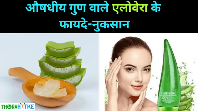 You are currently viewing एलोवेरा है चमत्कारी गुणों से भरपूर – Aloevera ke fayde